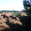 Promenade à cheval et poneys - Montselgues - Ardèche